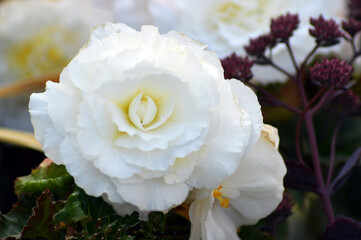 White begonia with female abd male flower
