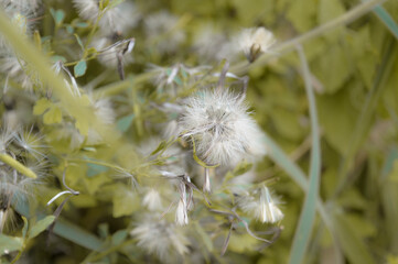 Planta dente de leão
