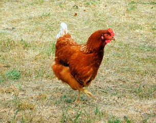 chickens on the rural farm