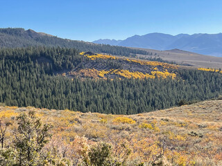 Valley view in Eastern Sierra with golden aspens