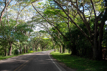 Obraz premium two-way road with tree tunnel in tropical Colombian climate