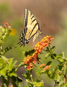 Vertical image of a Western Tiger Swallowtail butterfly visiting some bright orange Lantana flowers on a sunny summer day in Ivins Utah.