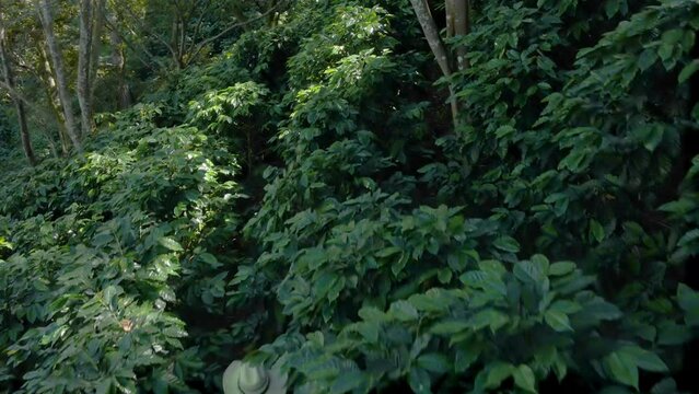 El Paraiso, Honduras; October 27 2021: An aerial footage of a farmer with hat walking inside his coffee farm