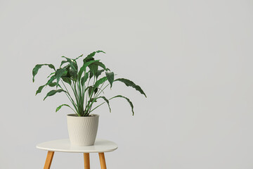 Green plant on table near light wall