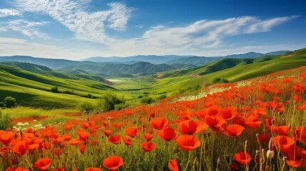 Rolling hills of blooming poppies in vibrant shades of red
