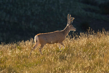 Mule Deer Bucks