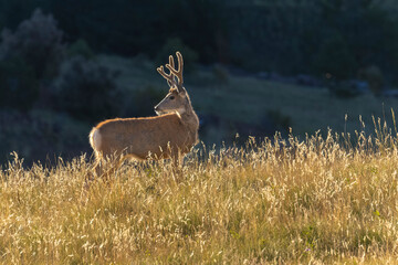 Mule Deer Bucks