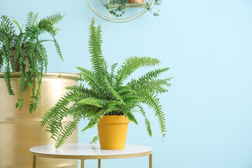 Green houseplant on table in room