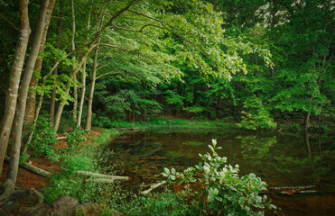 Fototapeta na wymiar A shallow green cove in the forest at lake Wheeler in North Carolina