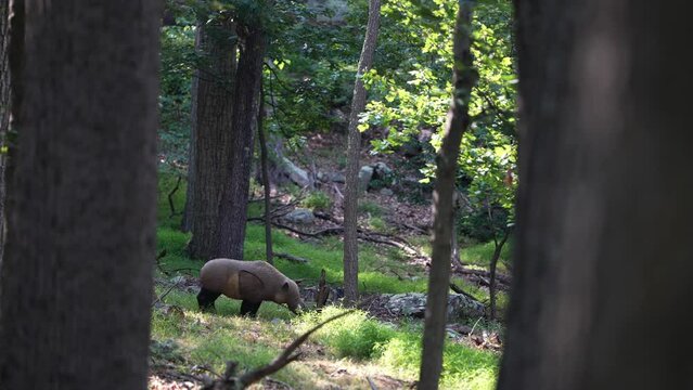A 3D woodland boar decoy target set up in a forest for bowhunter practice and competition.