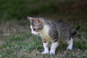 3 month old kitten exploring the garden of her home. Adorable little cat investigating the park. Cute feline pet playing outside. Domestic animal of gray brindle color with white and green eyes. 