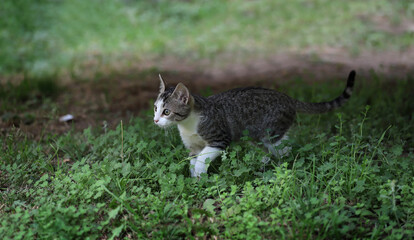 Naklejka na ściany i meble Little cat in the woods in an attentive and hunting attitude. Gray and white striped kitten in search of prey action. Small pet on green grasses attentively looking at something. Green background 