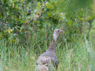 colorado wild turkey