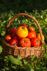 Tomato harvest in basket close up in sunlight. Organic freshly harvested ripe red yellow tomatoes in green grass in garden