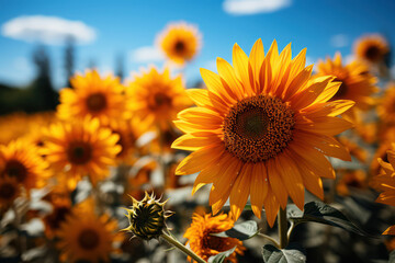 Fototapeta premium A sunflower field stretching as far as the eye can see, with bees buzzing around the flowers. Generative AI.
