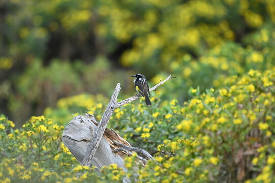 New Holland Honey Eater
