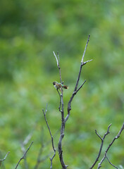 broad tailed hummingbird