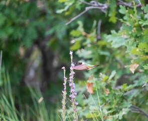 broad tailed hummingbird