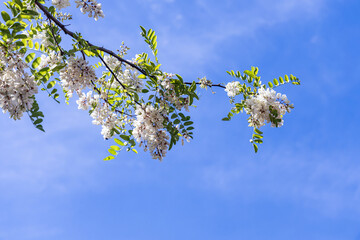 Twigs of robinia tree with young green leaves and white flowers on a blue background in spring in a park