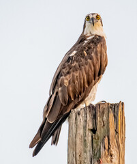 red tailed hawk