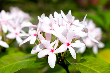 Kopsia fruticosa pink flower in the garden