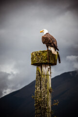 American Bald Eagle