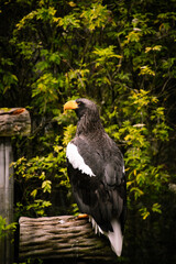 Black Eagle Andes Ecuador