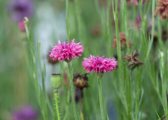 Fototapeta premium Colorful corn flowers and poopy flowers in the park
