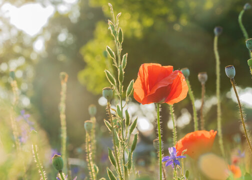 Colorful corn flowers and poopy flowers in the park