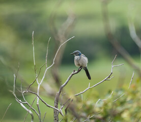 woodhouse scrub jay