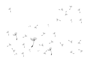Dandelion Logo, Vector Plant Dandelion flower, Design Icon Template