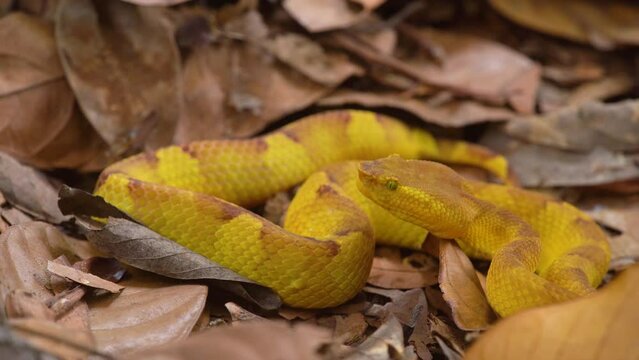 A yellow flat-nosed pit viper snake craspedocephalus puniceus camouflage with dry leaves surrounding