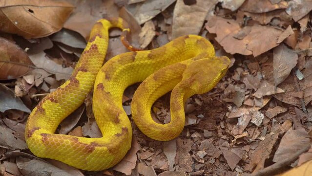 A yellow flat-nosed pit viper snake craspedocephalus puniceus camouflage with dry leaves surrounding