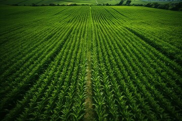 Aerial view of corn crops on lush green fields. Generative AI - obrazy, fototapety, plakaty