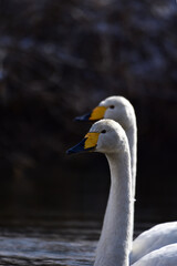 二羽の白鳥のアップ