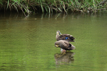 川の中で毛づくろいするカルガモのペア