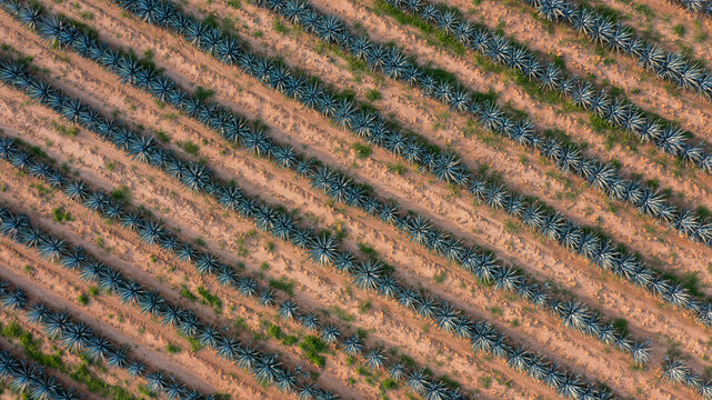 Sembrad&iacute;os de agricultura y siembra de agave planta de maguey campos sembrad&iacute;os terrenos para producir bebida tequila tradicional licor mezcal plantaci&oacute;n jalisco M&eacute;xico monta&ntilde;as y cerros tierra f&eacute;rtil