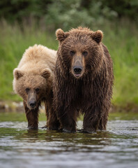 Brown bear with cubs in Katmai Alaska 