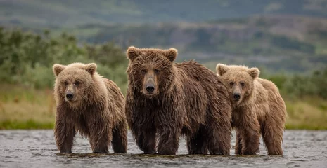 Keuken spatwand met foto Brown bear with cubs in Katmai Alaska  © Harry Collins