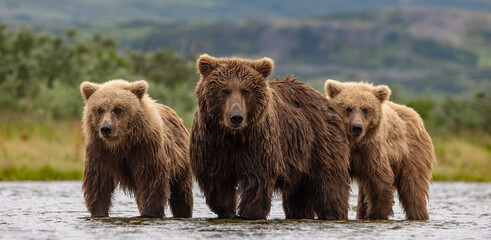 Brown bear with cubs in Katmai Alaska  - obrazy, fototapety, plakaty