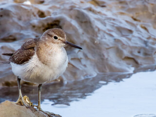 Common Sandpiper in Queensland Australia