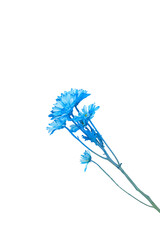branch with blue daisies chrysanthemums. Isolate on white