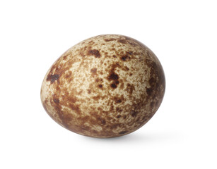 Fototapeta premium One speckled quail egg isolated on white