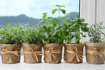 Different fresh potted herbs on windowsill indoors