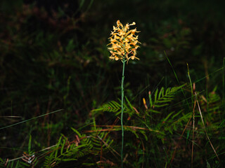 Orange-fringed orchid, Green Swamp Preserve, North Carolina