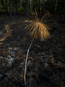 A burnt young longleaf pine in the Green Swamp Preserve, North Carolina