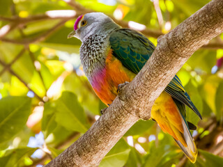 Rose-crowned Fruit-Dove in Queensland Australia