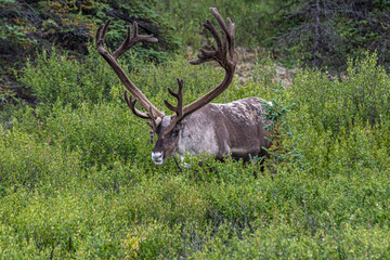 Caribou in Late Summer
