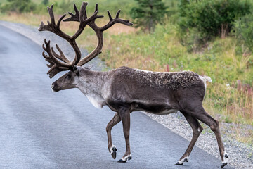 Caribou Crossing the Road