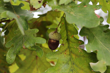 oak leaves and acorns